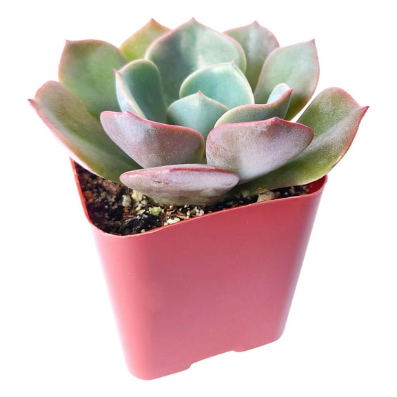 Echeveria Dusty Rose (2"  Plastic Pot) - Tiny, Lovely, Easy to Care Rosette Succulents - Live Succulents for Indoor Places