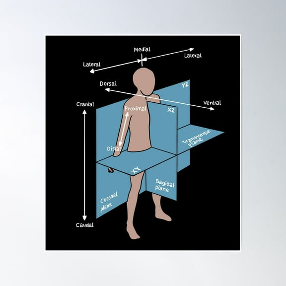 Dorsal Ventral Planes Of Human Body - Nurse Or Physician Poster Wall Art, Modern Wall Decor, 8x12 UNFRAMED