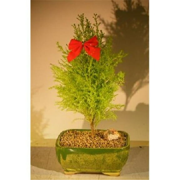 Bonsai Boy e3157 Lemon Cypress Bonsai Tree - Cupressus Macrocarpa