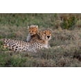 thumbnail image 2 of Jaynes Gallery 32x23 Gold Ornate Wood Framed with Double Matting Museum Art Print Titled - Africa-Tanzania-Serengeti National Park Mother cheetah and baby, 2 of 4