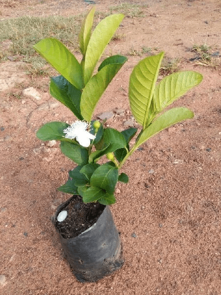 Guava Tree Live Plant, Pink Guava Trees, Guava Fruit Tree for Planting Indoor Outdoor Garden, 4 to 7 Inches Tall, NO POT