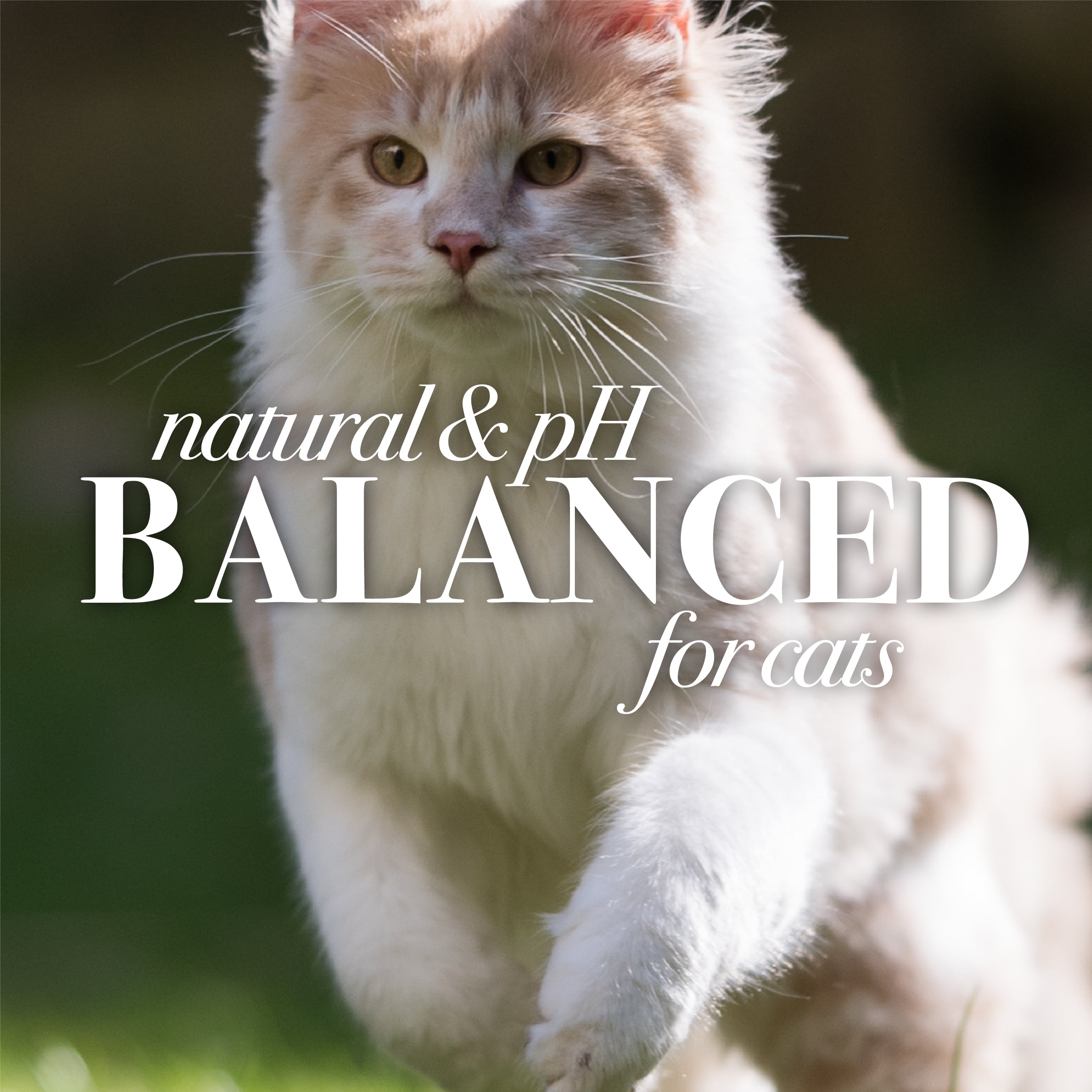 Burt's Bees Natural Cat Care Waterless Dry Shampoo with Shea Butter & Honey for Cats10 oz Spray