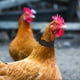 thumbnail image 2 of 2X Cockerel Rooster Quiet No Crow Anti Noise Band Collar Neck Poultry Y5P, 2 of 5