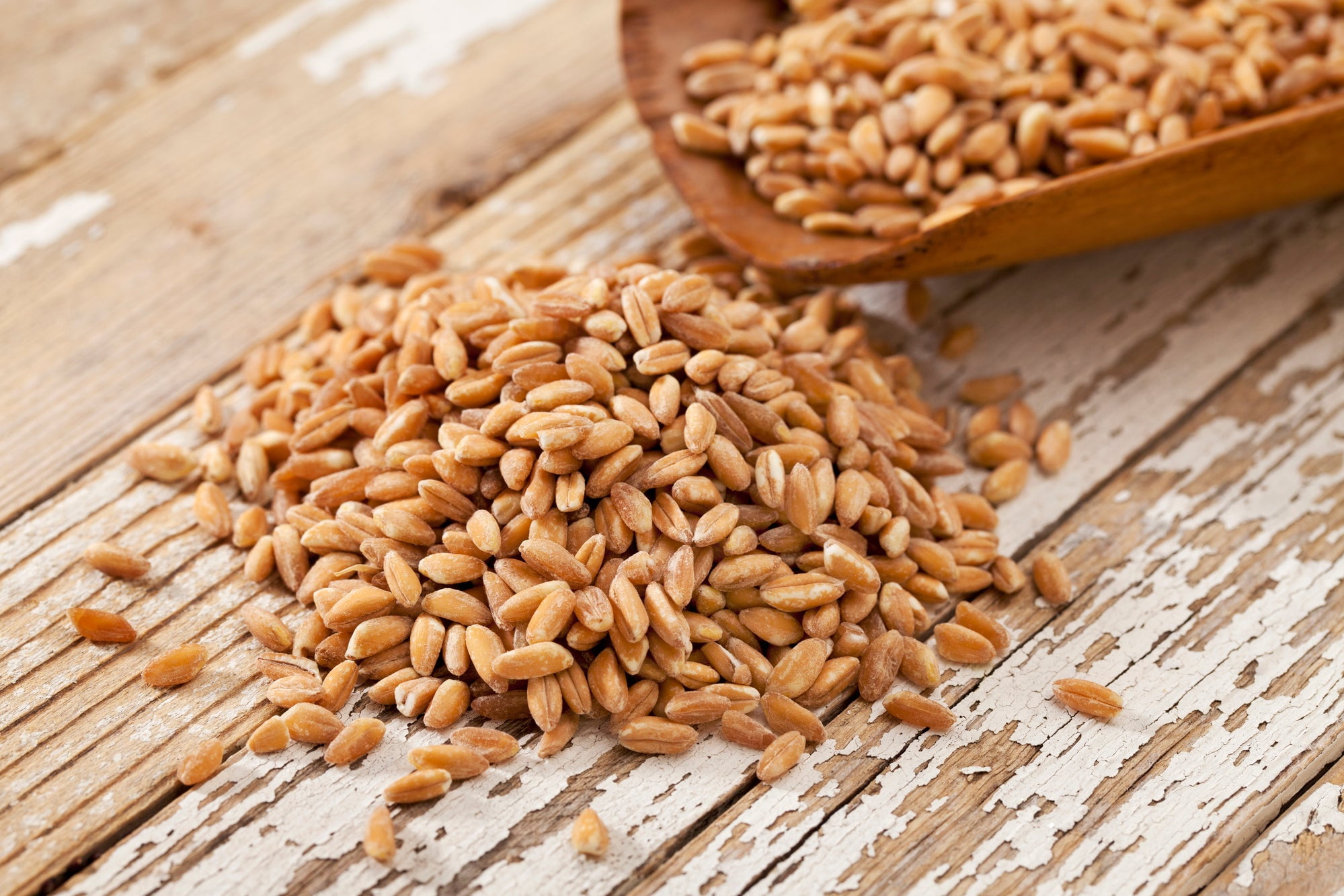 Non-GMO Wheat Seeds for Sprouting Fodder