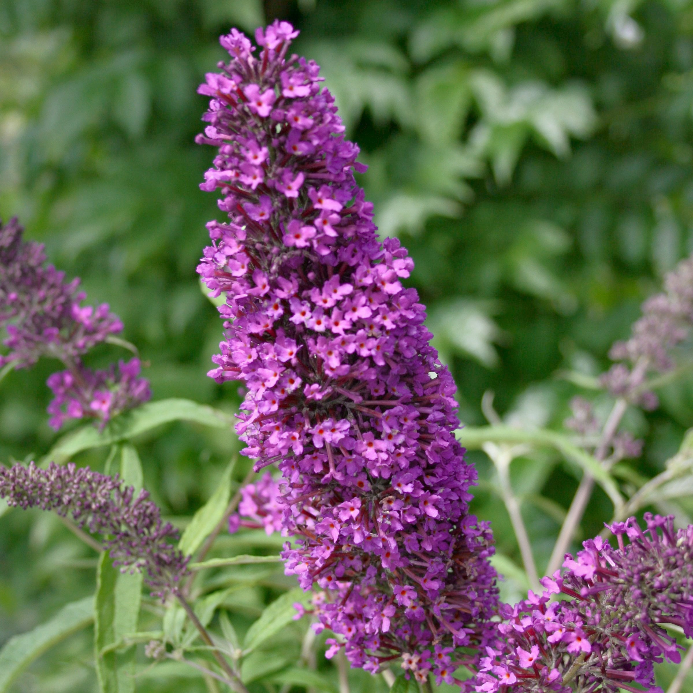 National Plant Network 3.25 in. Buddleia Nanho Purple (4-Pack)