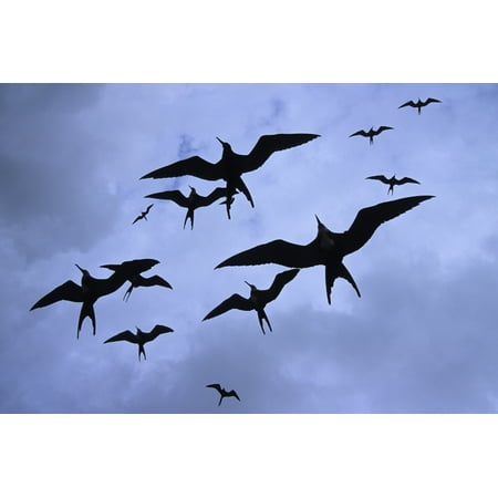 Frigate Birds In Flight Lighthouse Reef World Heritage Site Half Moon Caye Belize Stretched Canvas - Ron Watts  Design Pics (17 x