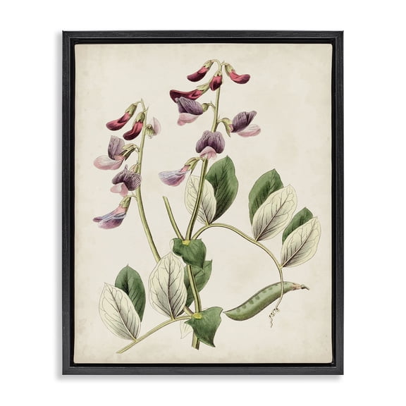 Stupell Industries French Country Vintage Foxglove Study Black Floating Frame Canvas Art, 17 x 21, by Ridgeway