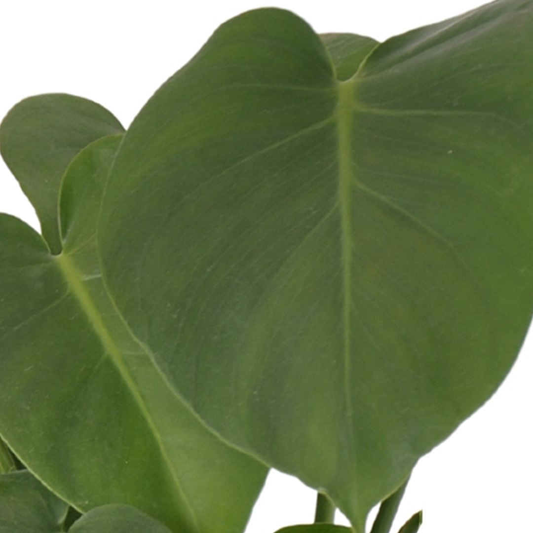 United Nursery Live Monstera Deliciosa Houseplant 12-14in Tall in 6-inch Premium Ecopots White Gray