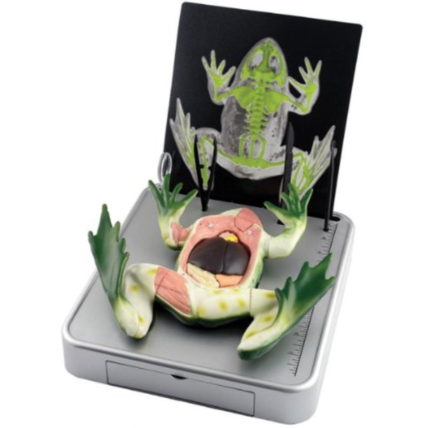 EduToys Simulated Frog Dissection Kit