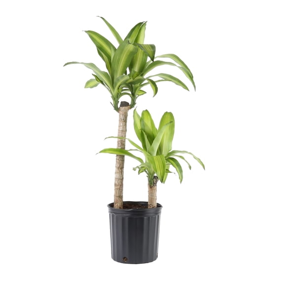 Costa Farms 36" Mass Cane Live House Plants in 10" Grower Pot