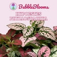 thumbnail image 2 of Polka-dot-Plant, Hypoestes phyllostachya, Tricolor, red Pink and White, Very Limited, in a 4 inch Pot Super Cute, 2 of 9