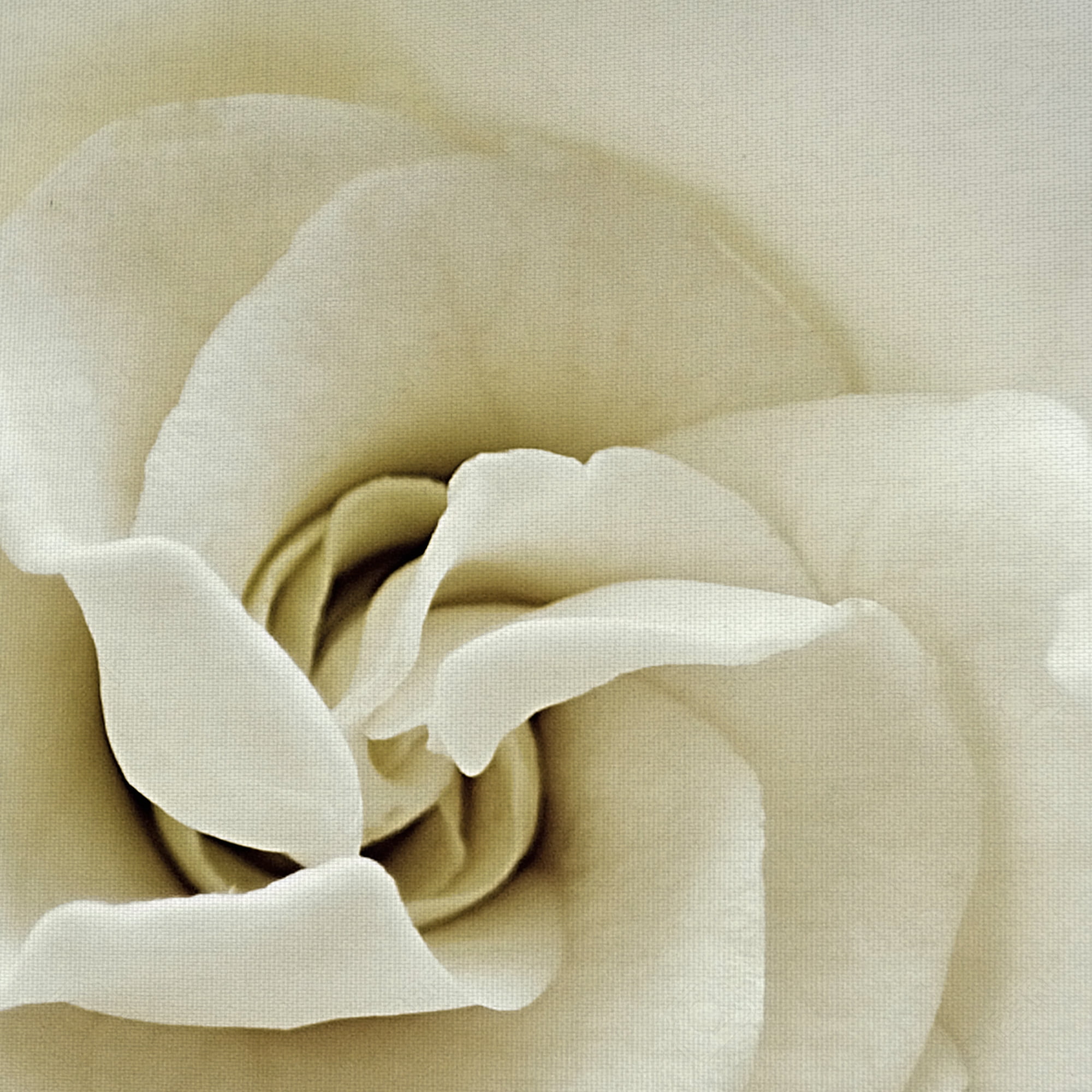 Masterpiece Art Gallery Faded Gardenia By Rebecca Swanson Canvas Art Print 24" x 24"
