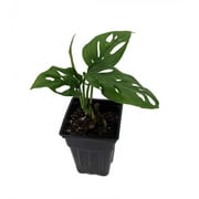 Swiss Cheese Plant - Monstera adansonii - Easy to Grow Old Favorite - 2.5" Pot