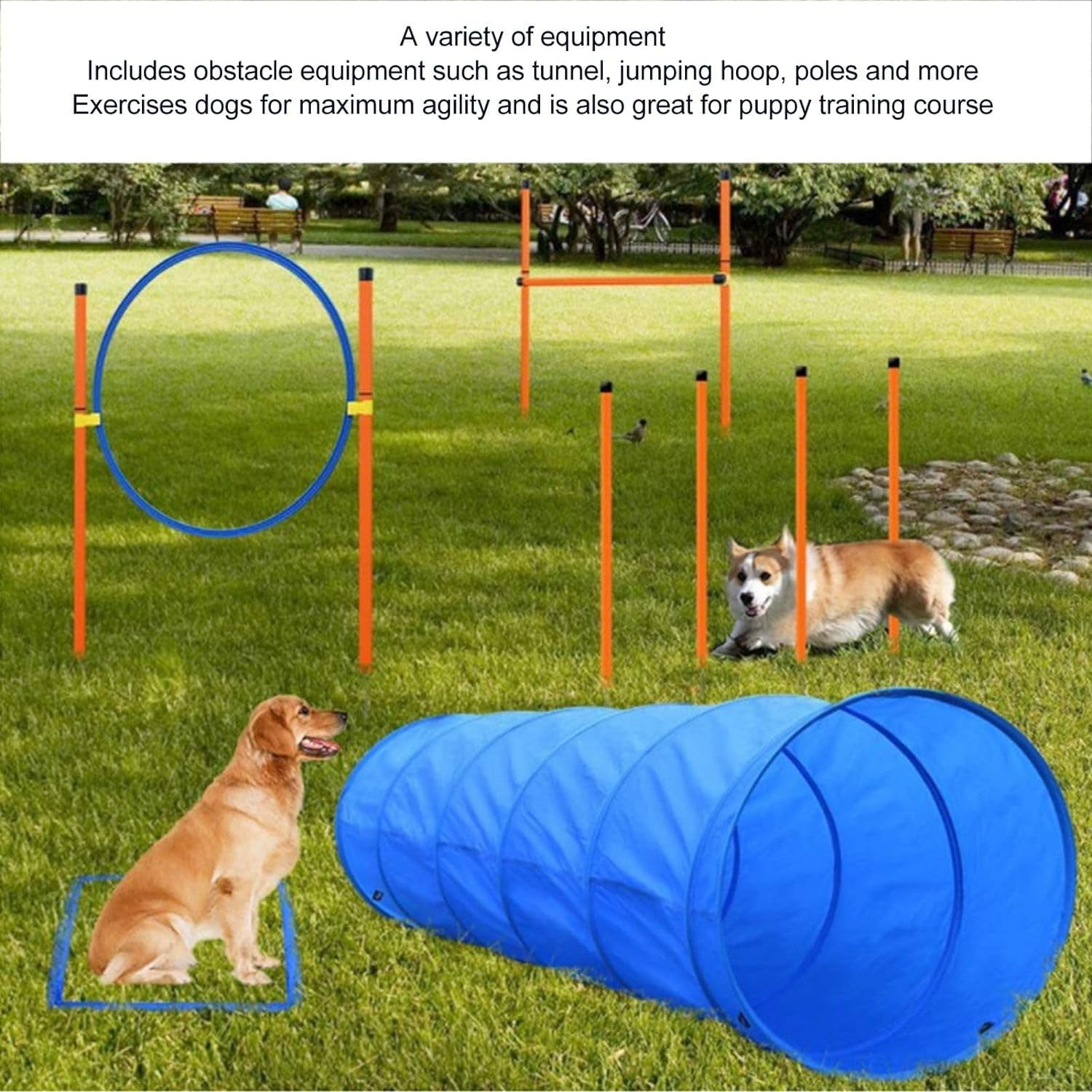 Dog sport supply online