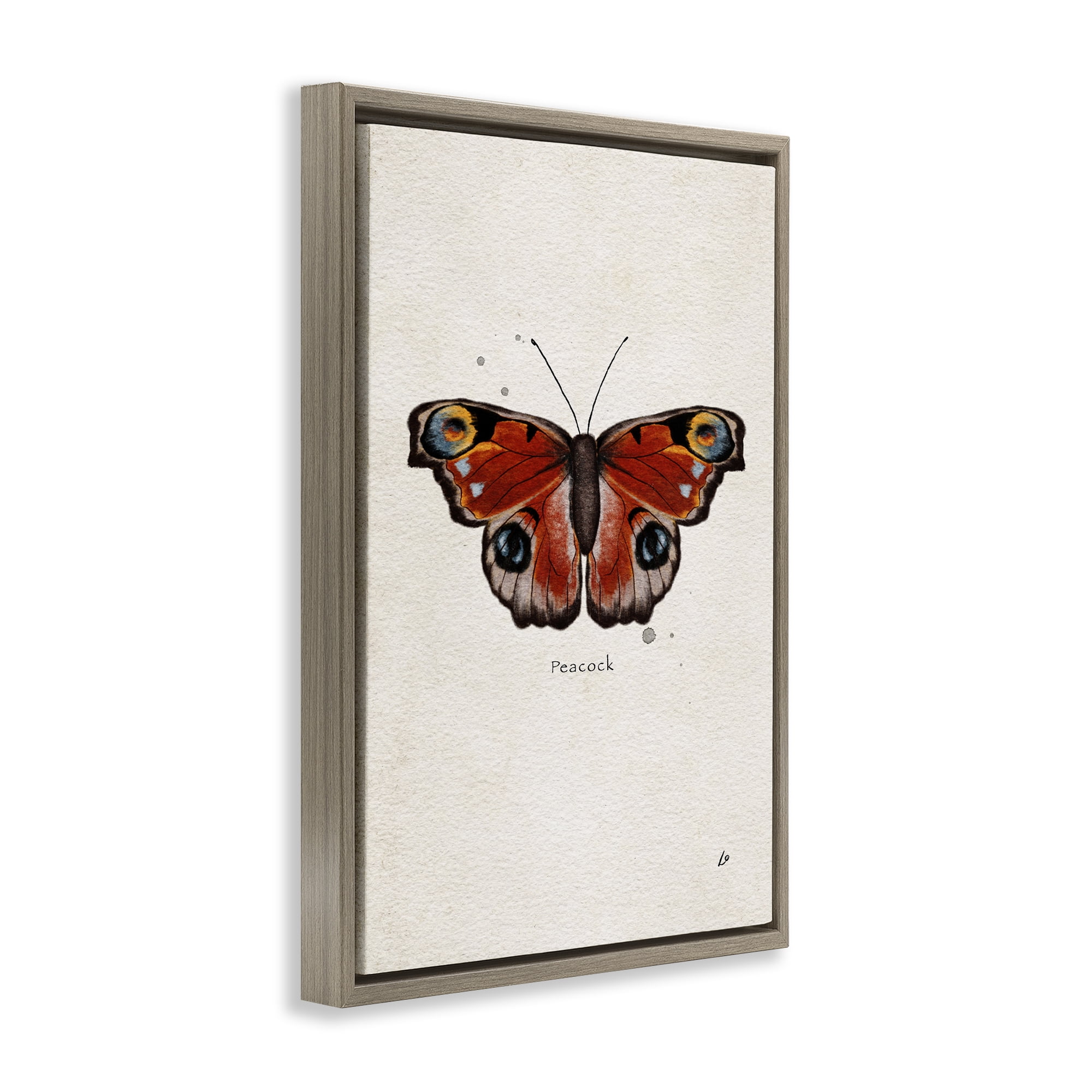 Stupell Industries Peacock Butterfly Study Insects Painting Brown Floater Framed Canvas Art Print Wall Art, 17 x 25