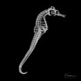 thumbnail image 3 of Koetsier, Albert 20x20 Black Modern Framed Museum Art Print Titled - Seahorse In The Black, 3 of 5