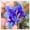 A, variant on Canna, Low Maintenance - Easy Grow - Ideal for Beds Borders, Plant Pots & Planters