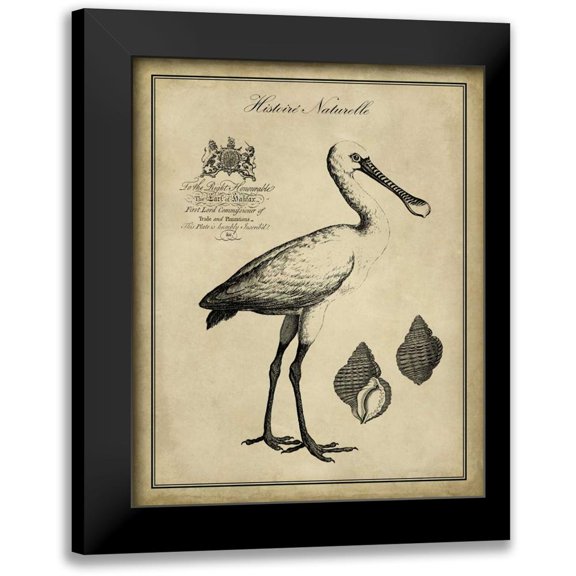 Vision Studio 12x14 Black Modern Framed Museum Art Print Titled - Antiquarian Spoonbill