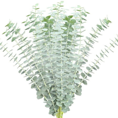 Natural Fresh Flowers and Greens - Baby Blue Eucalyptus, 100 Stems