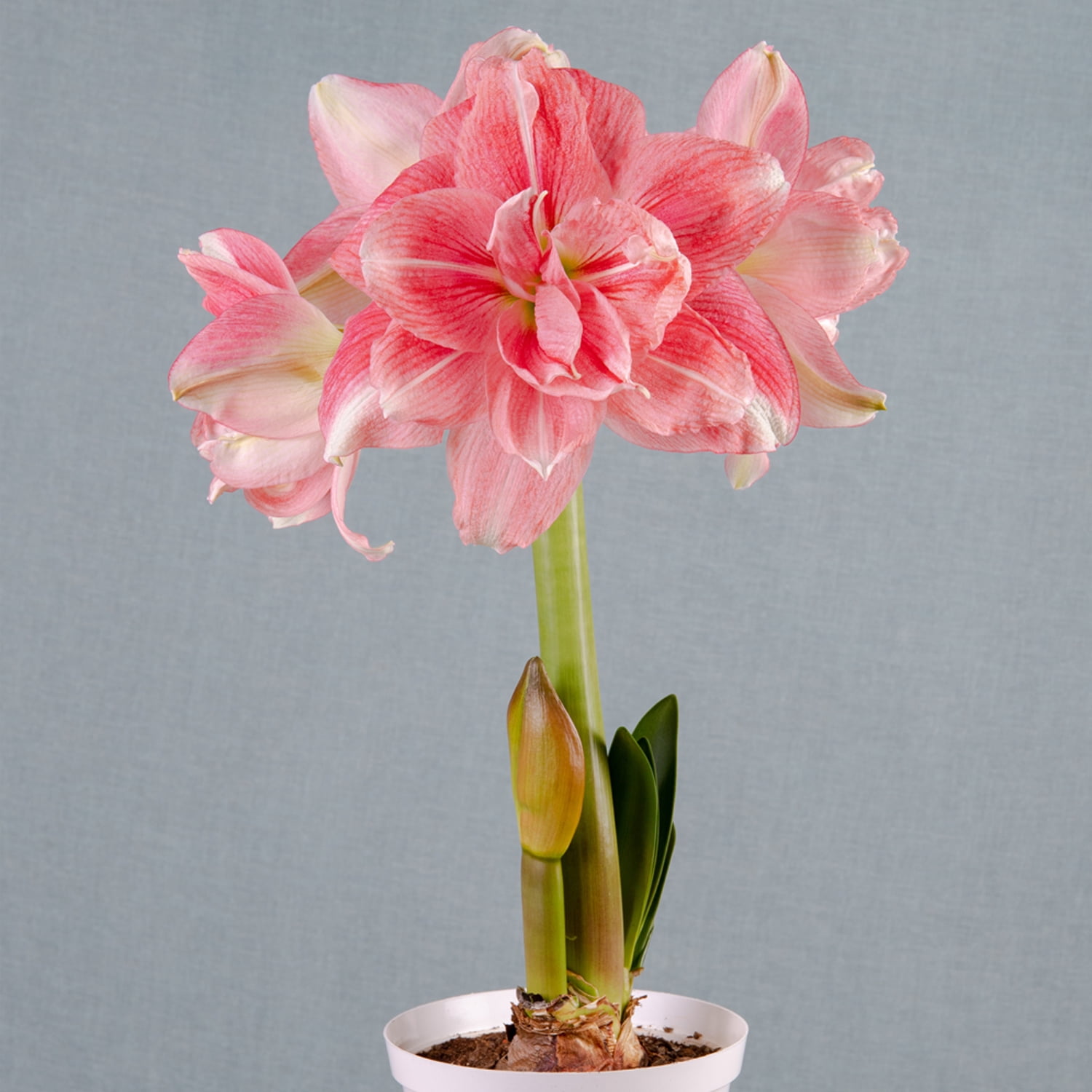 Van Zyverden Premium Fast Track Amaryllis™ Double Time™ Set of 1 Bulb Pink Partial Sun Perennial Flowering 2 lbs