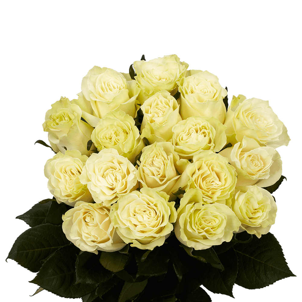 50 Stems of Creamy Ivory Mondial Roses- Beautiful Fresh Cut Flowers ...