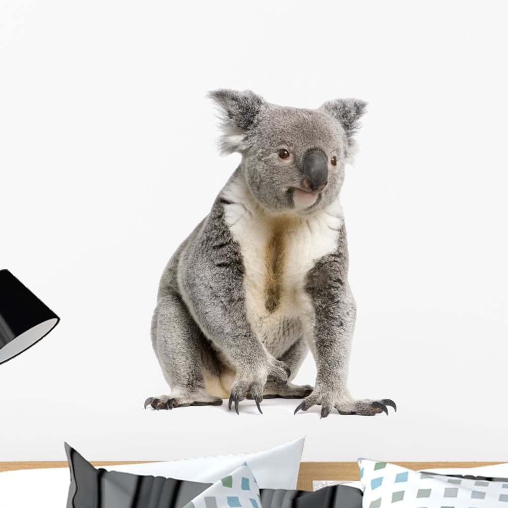 Portrait Male Koala Bear Wall Decal by Wallmonkeys Peel and Stick