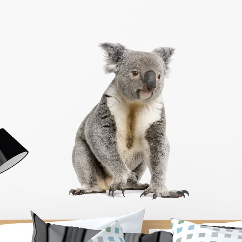 Portrait Male Koala Bear Wall Decal by Wallmonkeys Peel and Stick