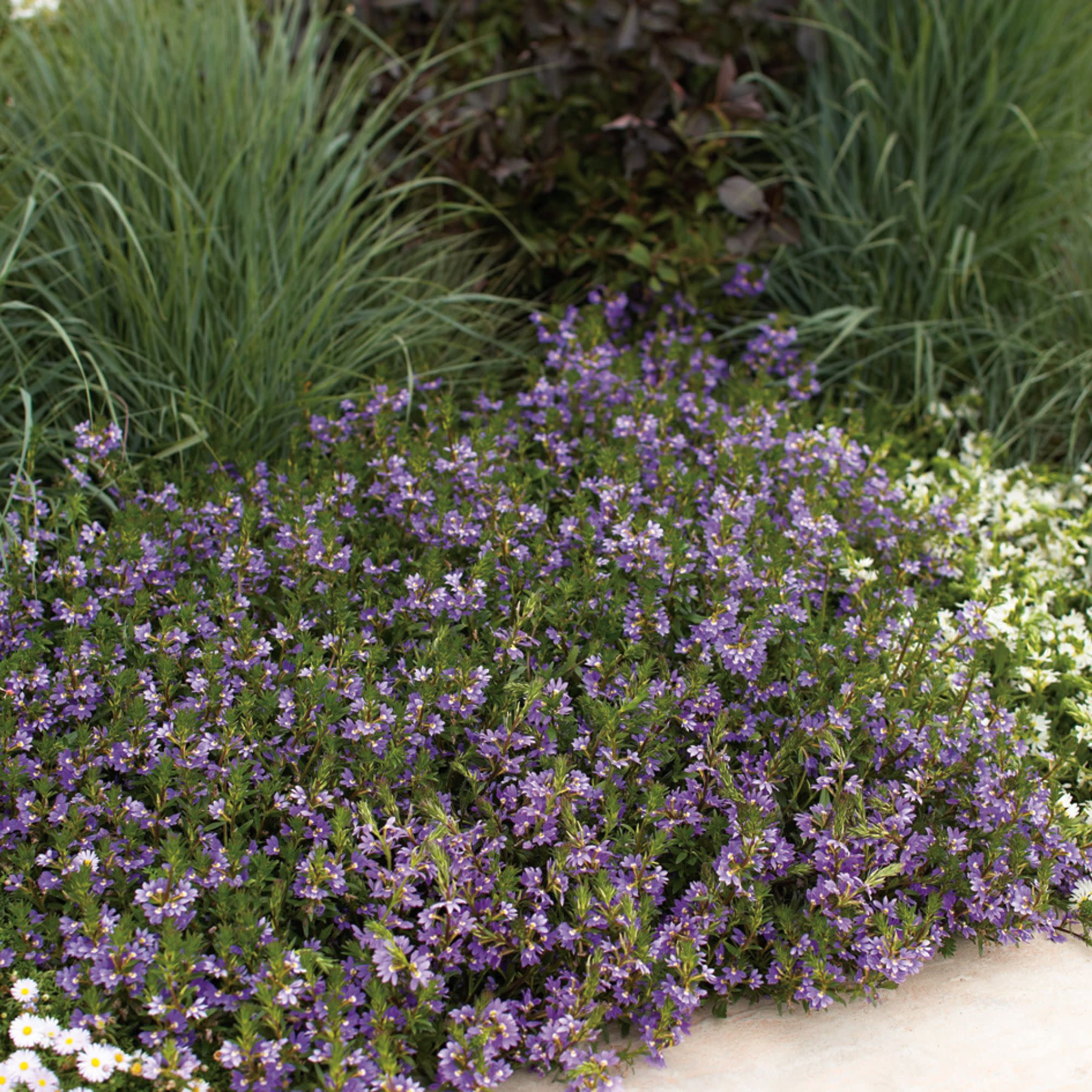 Proven Winners 4" Whirlwind Blue Fan Flower Live Plant in 4.25" Pot (4 Count)