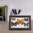 thumbnail image 4 of Craft Gift Durable Exquisite Butterflies Insect Specimen Craft Birthday Gift Home Decor Ornament(Black), 4 of 8