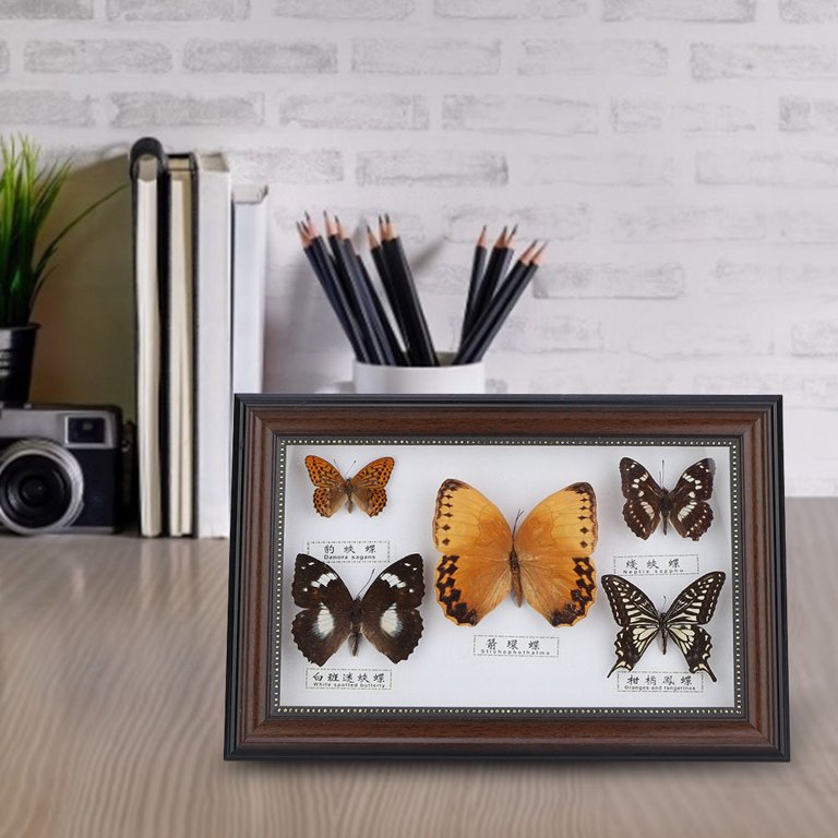 Found these old frames in a charity shop - added a new back and fake  butterflies for some faux taxidermy! : r/upcycling