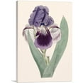 thumbnail image 1 of ARTCANVAS Iris Flower Canvas Art Print by Sydenham Edwards - Size: 18" x 12" (1.50" Deep), 1 of 9