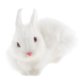 thumbnail image 1 of Decoración Realista Muñeca del Conejo Animal Figurita Hogar Oficina Niños # 2 Sunnimix Muñeca de conejo, 1 of 8
