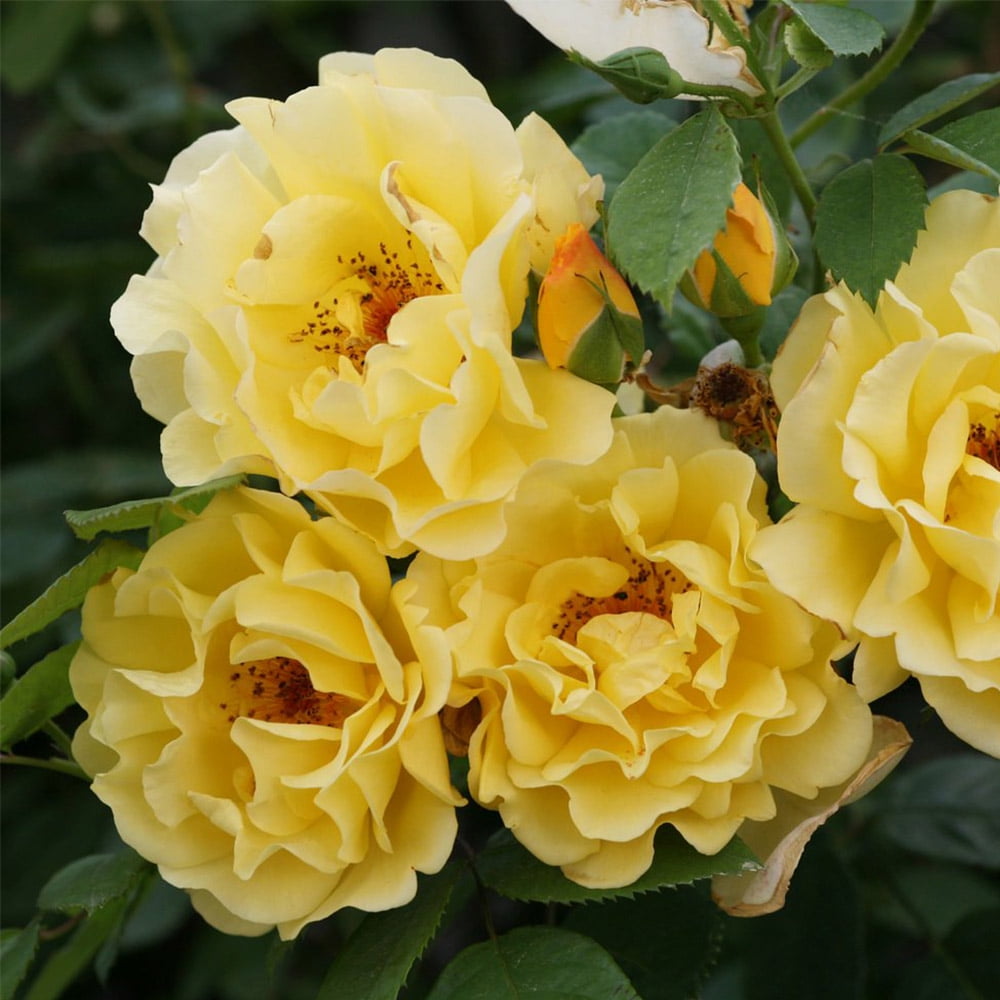 Heirloom Roses Rose Bush - Golden Gate™ Yellow Climbing Roses , Live Rose Plant
