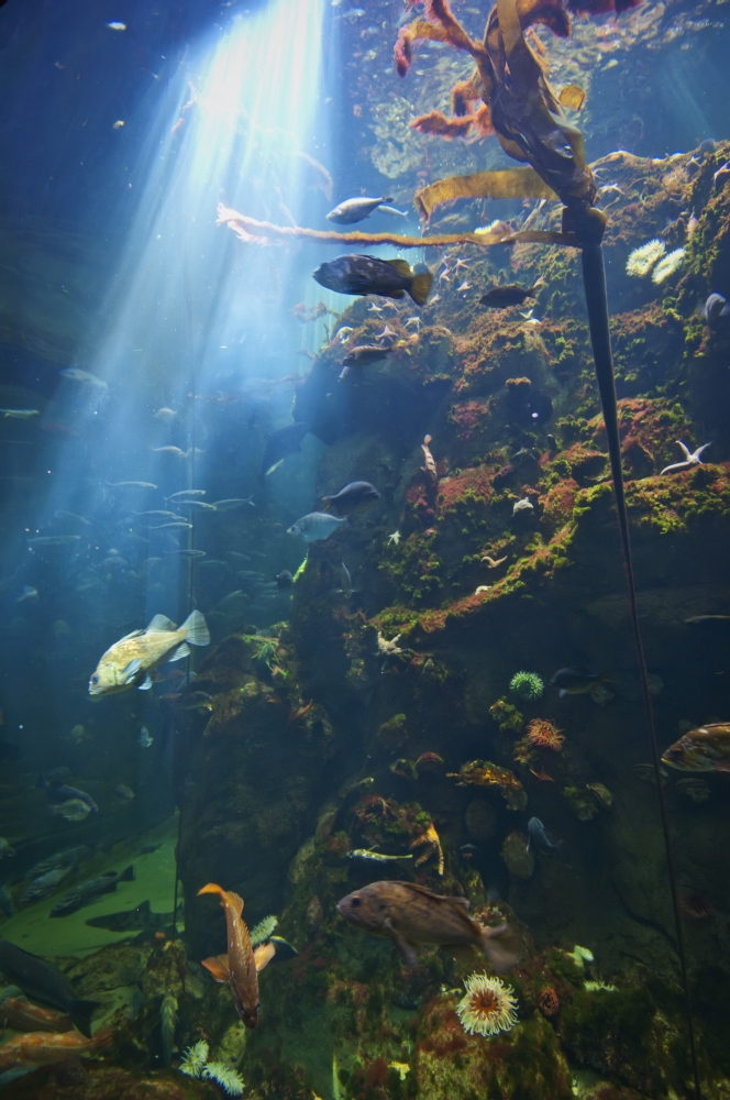 View Of Fish In An