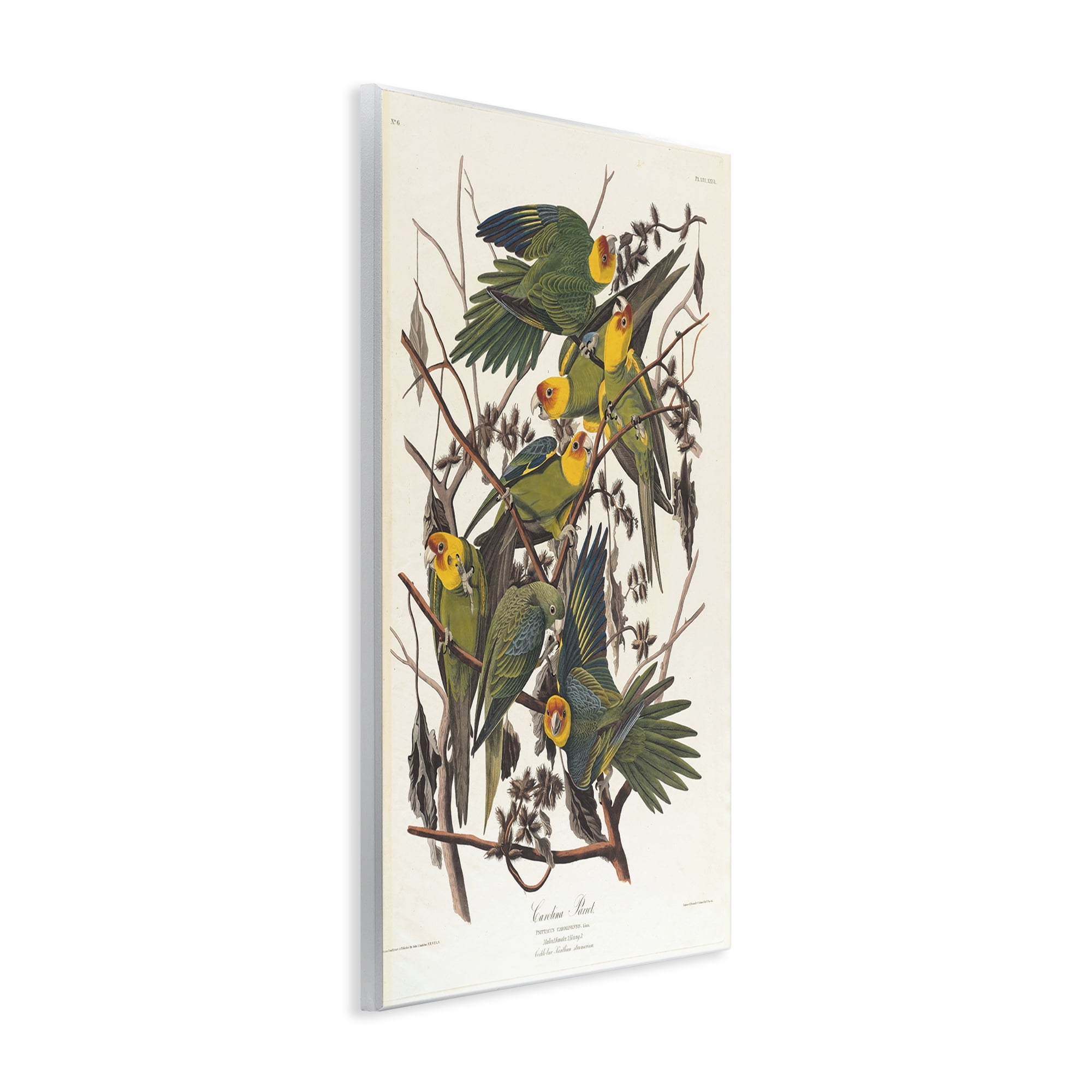 Stupell Industries Classic Carolina Parrot Study Animals Painting Unframed Art Print Wall Art, 10 x 15
