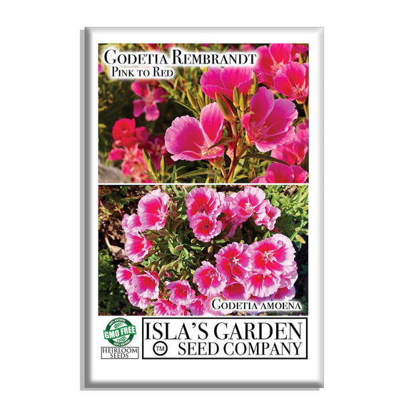 Godetia Rembrandt (Pink to Red Pedals) Flower Seeds,1500 Heirloom Seeds Per Packet, Non GMO Seeds