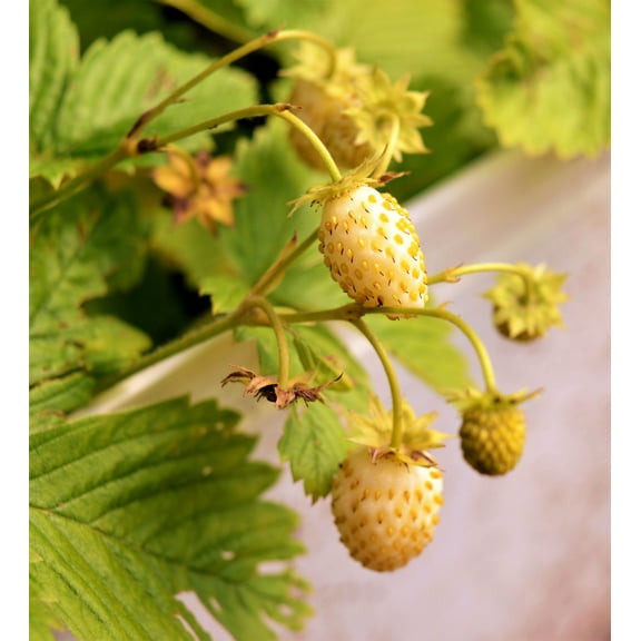 100 Seeds YELLOW WONDER STRAWBERRY Everbearing Heirloom Alpine Fragaria Vesca Yellow Berry Fruit Seeds