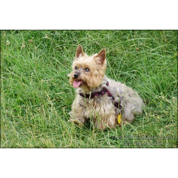 24"x36" Gallery Poster, Yorkshire Terrier p3