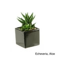 thumbnail image 3 of D&W Silks Succulent and Echeveria in Square Black Ceramic Planter, 3 of 3