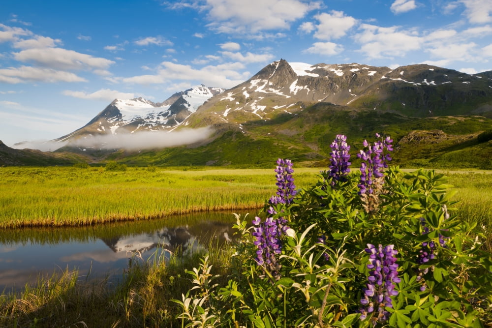 Scenic View Of Meadow And Lupine Wildflowers With Worthington Glacier And The Chugach Mountains In The Background Chugach National Forest Southcentral Alaska Summer Canvas Art - Michael DeYoung Desig