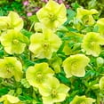 thumbnail image 2 of Direct Gardening Searchlight Lenten Rose Hellebore Dormant Bare Root Yellow Flowering Perennial Starter Plant, 2 of 4