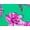 Bali Floral, variant on Swimsuits for All Women's Side Shirred High Waist Swim Brief