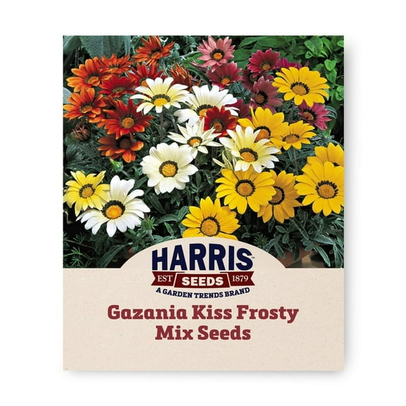 Harris Seeds - Gazania Frosty Kiss Mix F1 Seeds - Silver-Leaf Foliage and Bold Flowers - 250 Seeds