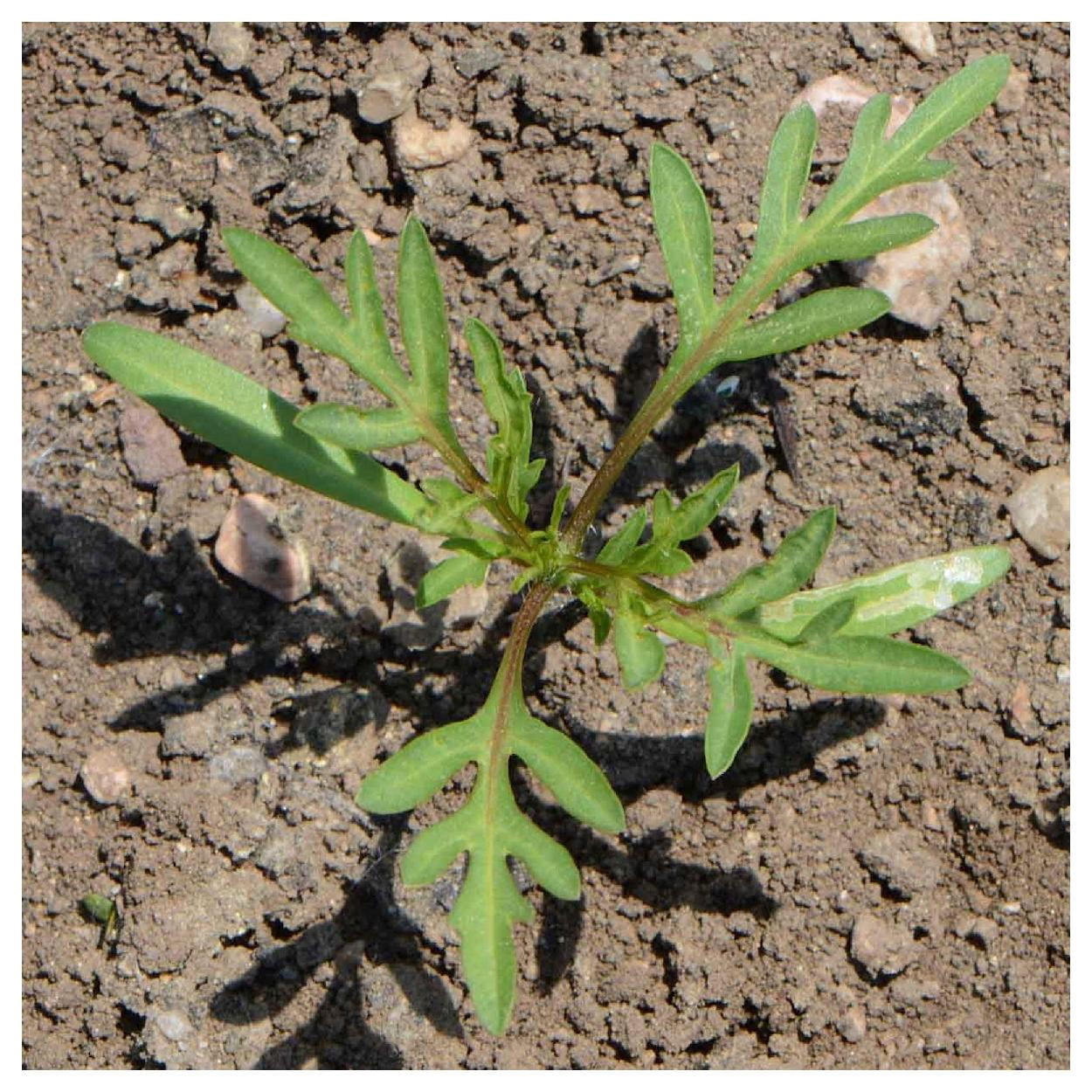 Everwilde Farms - 1 lb Dwarf Orange Sulphur Cosmos Garden Flower Seeds - Gold Vault Bulk Seed Packet