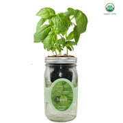 Organic Basil Mason Jar Hydroponic Herb Kit