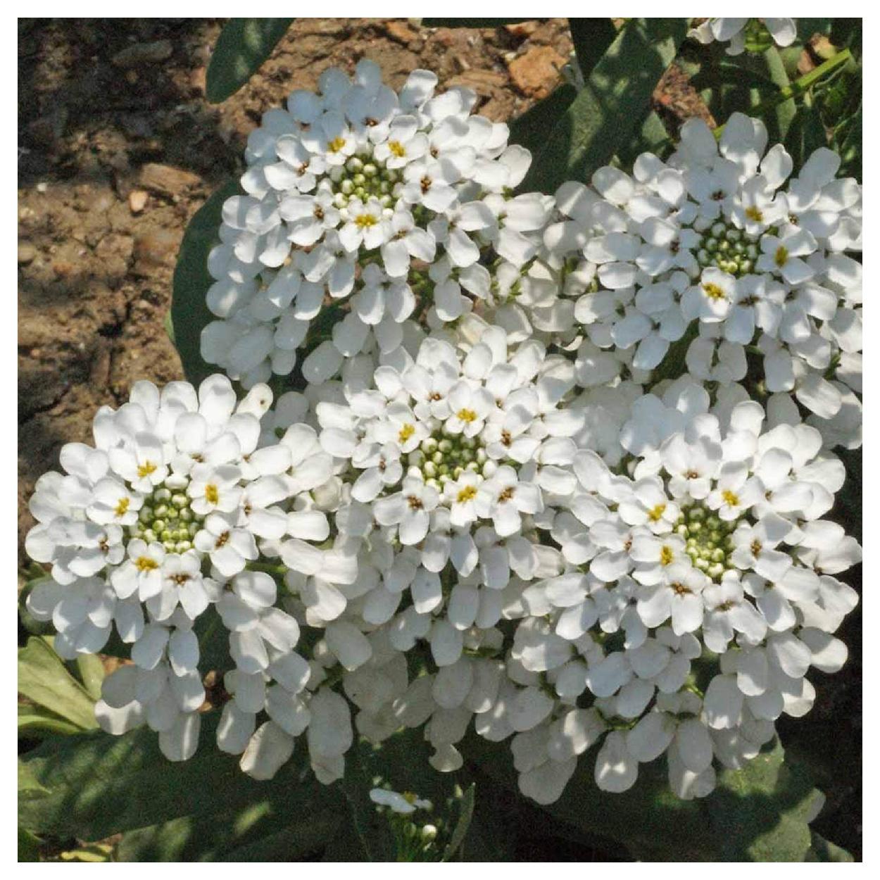 Everwilde Farms - 1 lb Empress Rocket Candytuft Garden Flower Seeds - Gold Vault Bulk Seed Packet