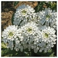 thumbnail image 2 of Everwilde Farms - 1 lb Empress Rocket Candytuft Garden Flower Seeds - Gold Vault Bulk Seed Packet, 2 of 3