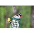 thumbnail image 5 of CountryMax Backyard Seeds Suet Cakes for Wild Birds - No Melt Food for Woodpeckers, Cardinals, Chickadees, Goldfinches, Juncos 11.25 Ounces (Variety Pack), 5 of 6