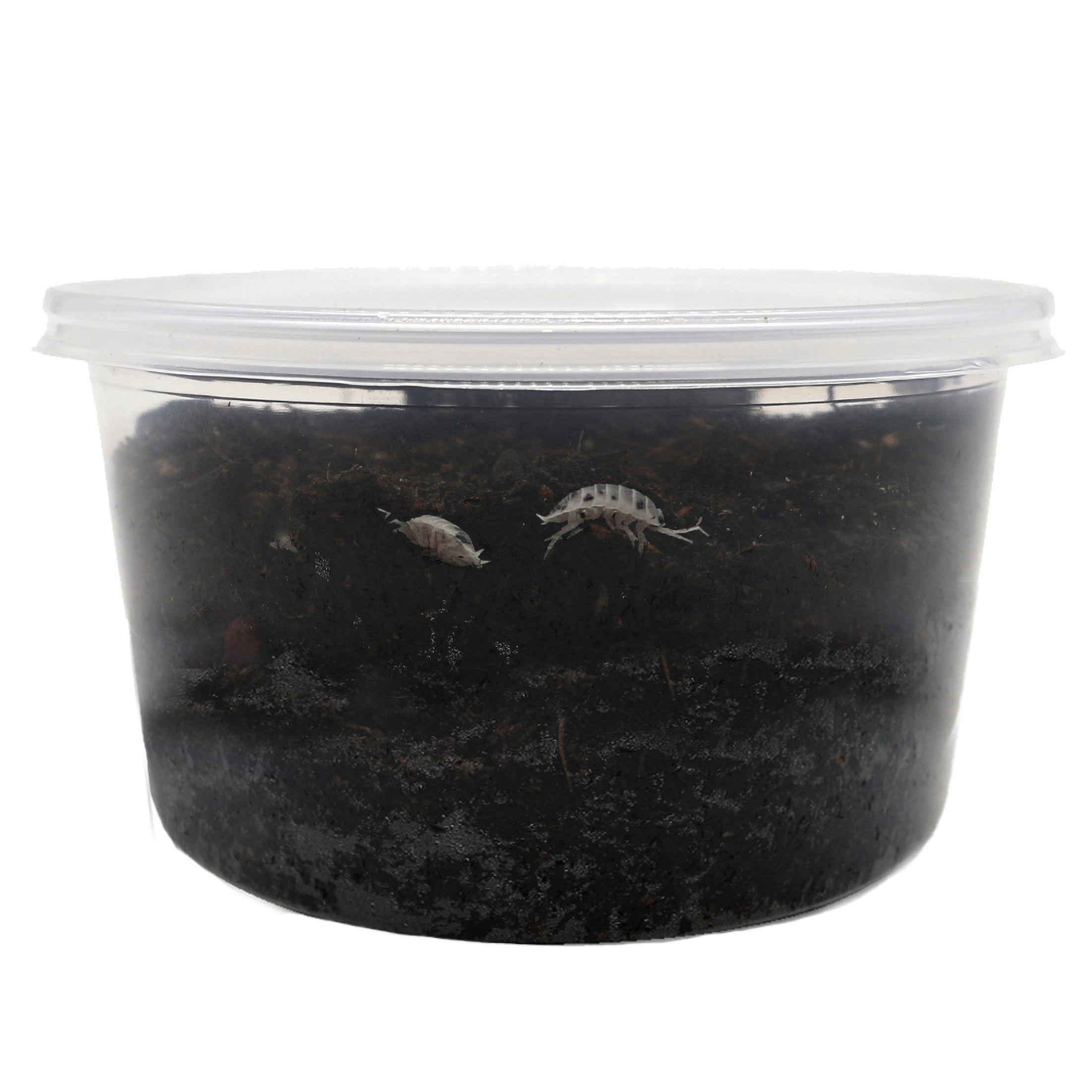ReptiCulture Dairy Cow Isopod 10 ct