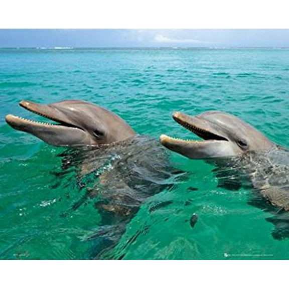 Dolphin - Laughing Photography Poster (20x16)